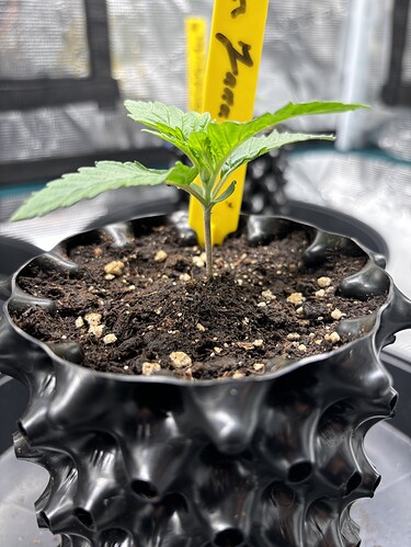 Growreport Bild 72