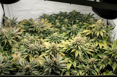 Growreport Bild 8