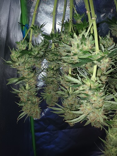 Growreport Bild 3