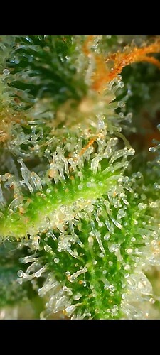 Growreport Bild 26