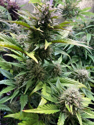 Growreport Bild 3