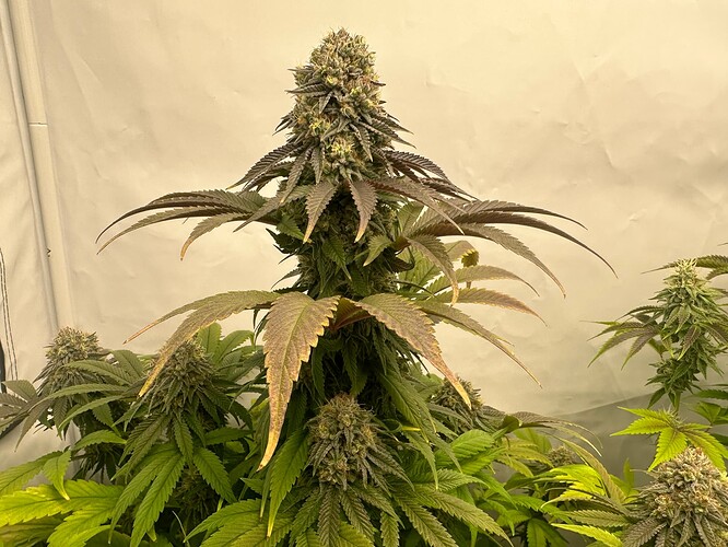 Growreport Bild 21