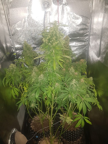 Growreport Bild 9