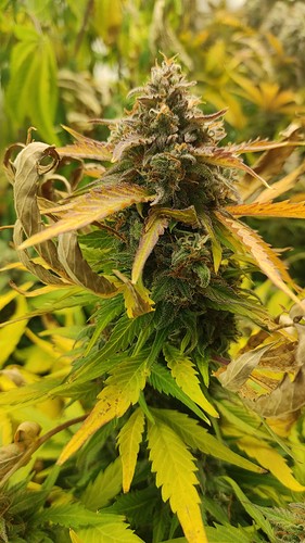 Growreport Bild 5