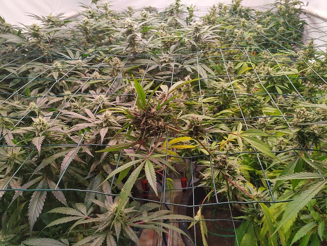 Growreport Bild 12