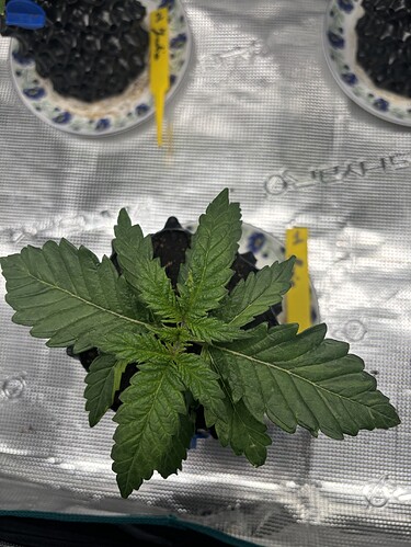 Growreport Bild 121