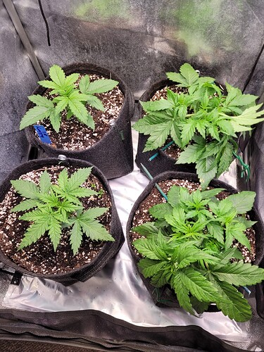 Growreport Bild 22