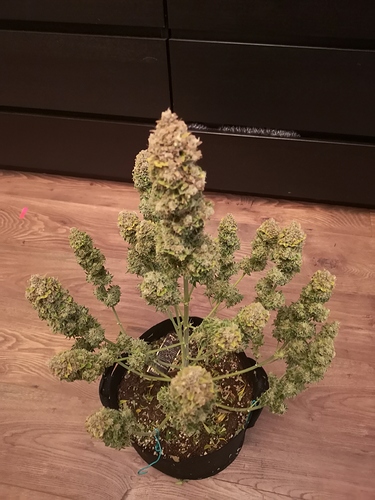 Growreport Bild 11