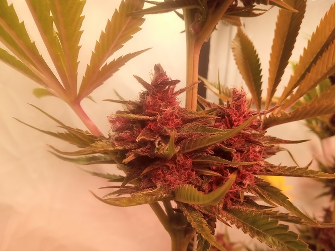 Growreport Bild 46