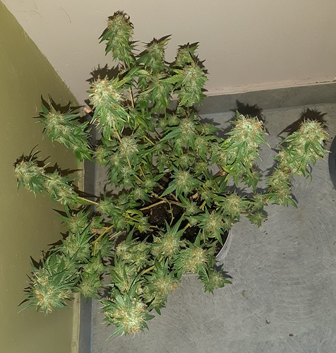 Growreport Bild 8