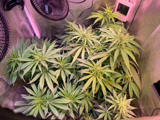 Growreport Bild 1