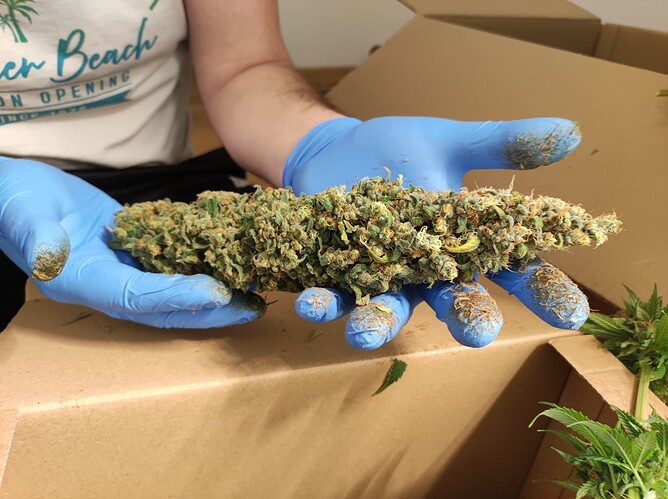 Growreport Bild 1