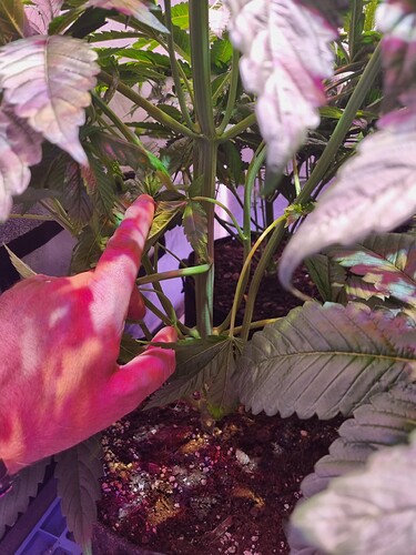 Growreport Bild 60