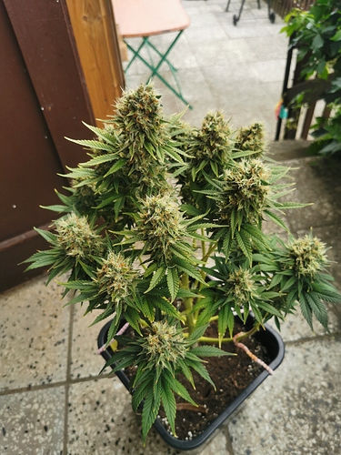 Growreport Bild 1