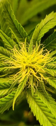 Growreport Bild 19