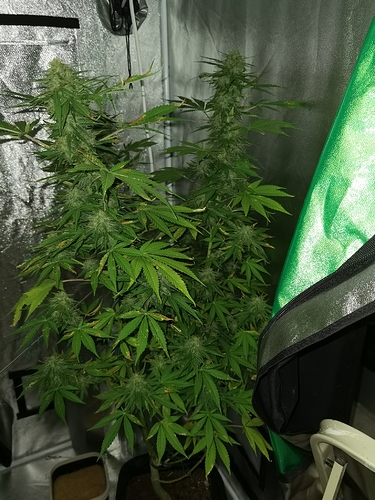 Growreport Bild 1