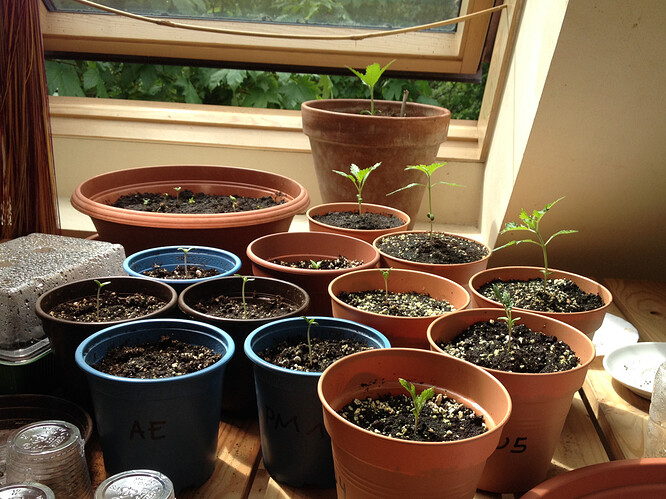 Gruppenbild mit Spargel