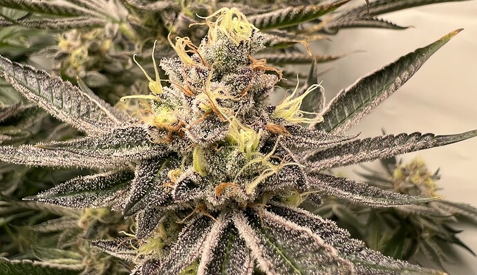 Growreport Bild 13