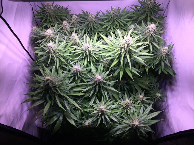 Growreport Bild 3