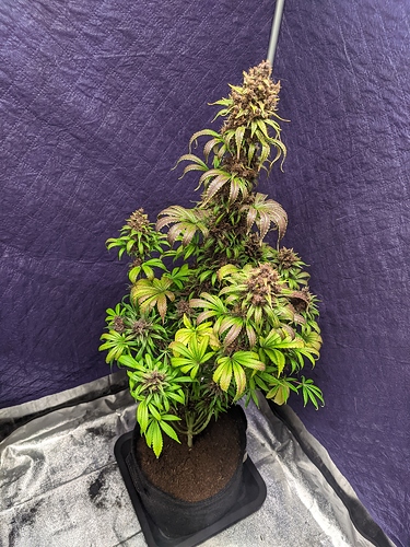 Growreport Bild 62