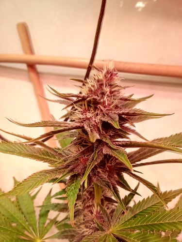 Growreport Bild 51