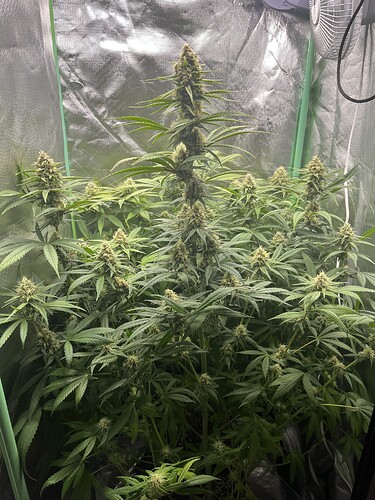 Growreport Bild 3