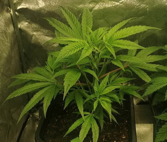 Growreport Bild 8