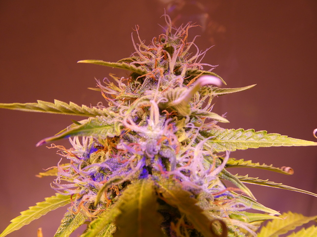Growreport Bild 11