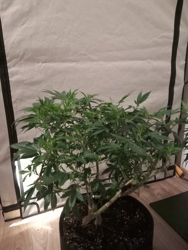 Growreport Bild 25