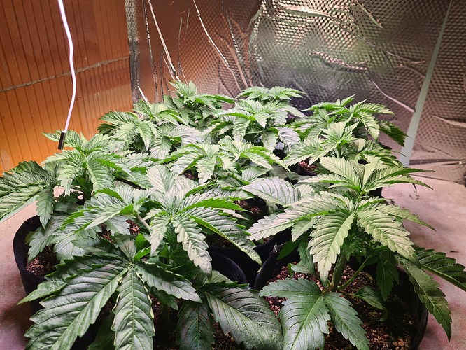 Mehrere junge Cannabispflanzen in Vliesstofftöpfen unter einer Grow-Lampe, die Blätter sind breit und grün.