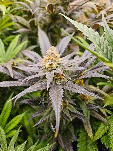 Growreport Bild 26
