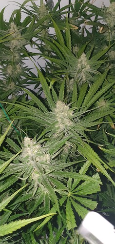 Growreport Bild 7