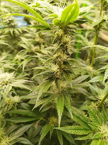 Growreport Bild 8