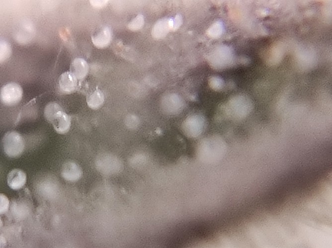Growreport Bild 7