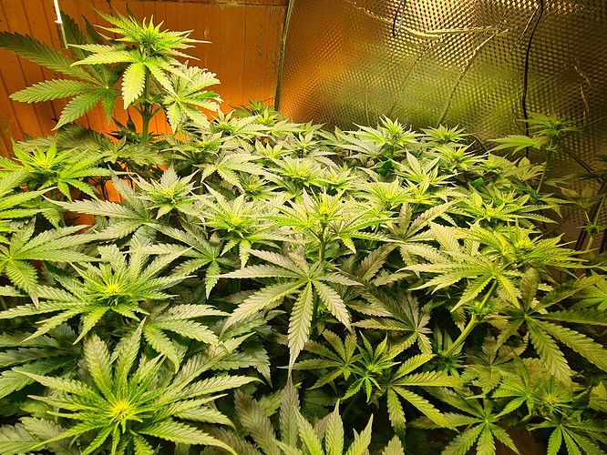 Mehrere junge Cannabispflanzen in der Wachstumsphase, dicht beieinander stehend, mit vielen grünen Blättern und beginnenden Blütenansätzen.