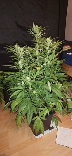 Growreport Bild 30