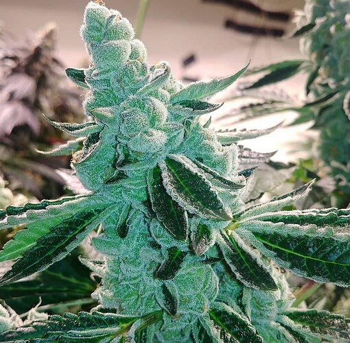 Growreport Bild 14