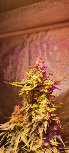 Growreport Bild 36
