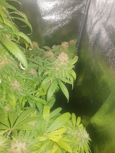 Growreport Bild 7