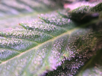 Growreport Bild 22