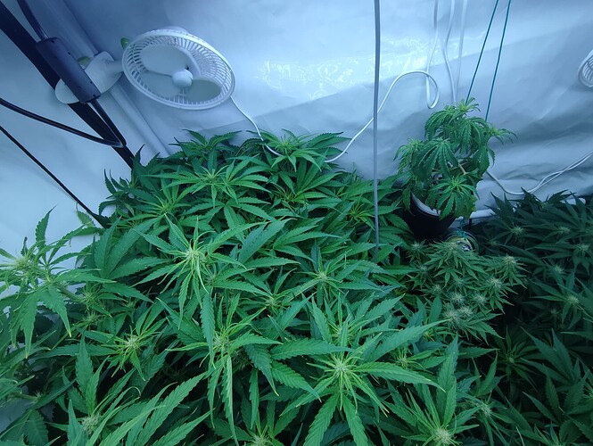 Growreport Bild 54