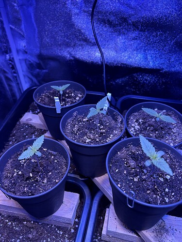 Growreport Bild 23