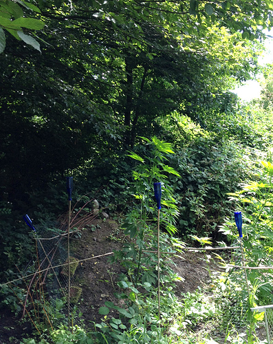 Growreport Bild 1