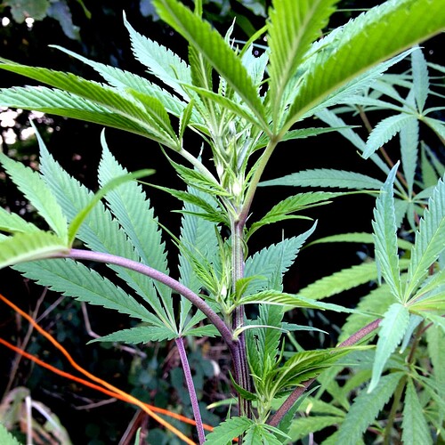 Growreport Bild 7