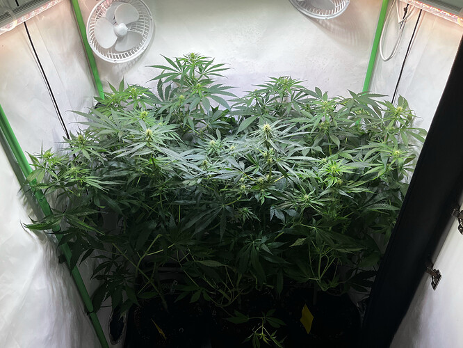 Growreport Bild 1