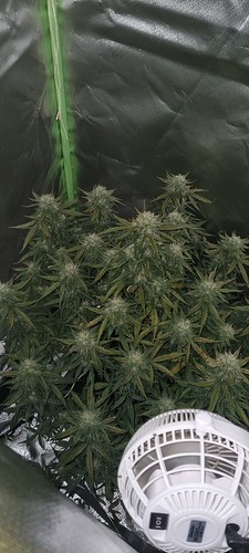 Growreport Bild 2