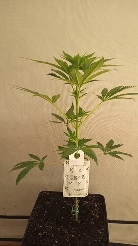 Growreport Bild 25