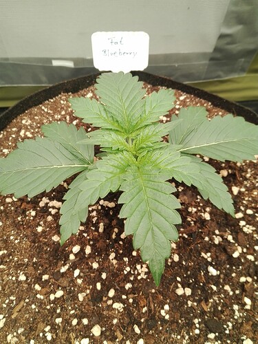 Indica500 Fat Blueberry 2 Tag 14