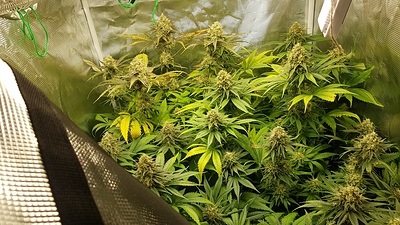 Growreport Bild 2