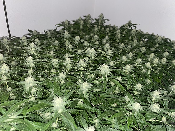 Growreport Bild 10